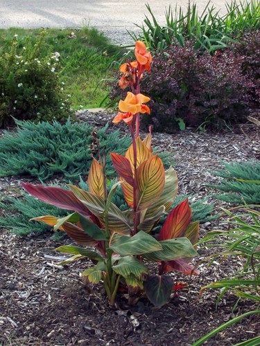 Canna Tropicanna
This plant was in the ground about two months. It started as a 4.5